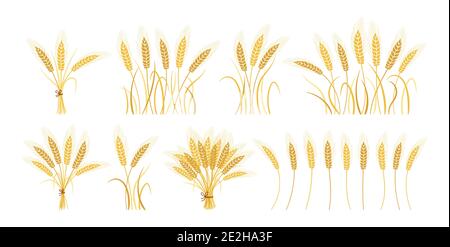 Ensemble de dessins animés pour oreilles de blé. Feuille d'or, bouquet de grains mûrs, production de farine de symbole agricole. Design bio ferme éléments, bio végétarien pain emballage vecteur de bière étiquette Illustration de Vecteur