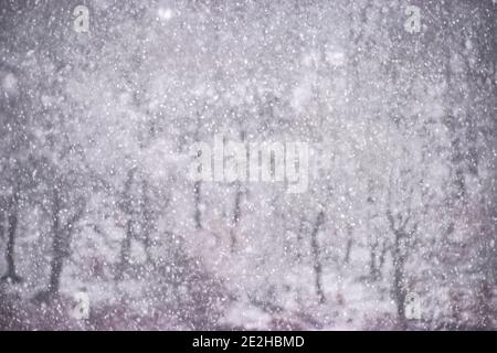 Arbres dans la neige Blizzard, pont Hebden, Calnard, West Yorkshire Banque D'Images