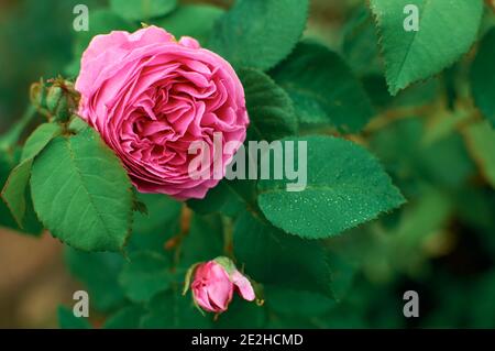 Rose jardin. Rose rose dans la verdure. Concept de jardinage. Rose Bush dans la rue. La rosée tombe sur les fleurs et les feuilles. Banque D'Images