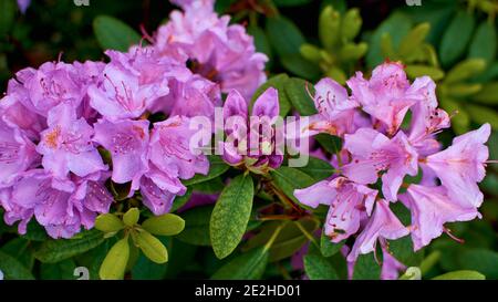 Violet de rhododendron. Bourgeon, floraison et voir, toutes les étapes de la croissance de la fleur en une seule photo. Azalea soda. La rosée tombe sur les fleurs. Banque D'Images