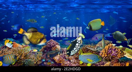 corail sous-marin paysage large panorama papier peint fond dans le océan bleu profond avec poisson coloré tortue de mer et marine la vie sauvage Banque D'Images