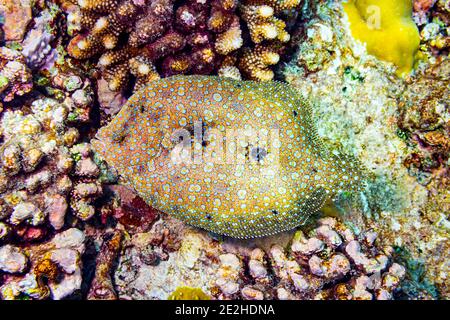 planthère coloré léopard poissons plats bothus pantherinus dans le récif de corail. poissons plats sous-plan vue de dessus Banque D'Images