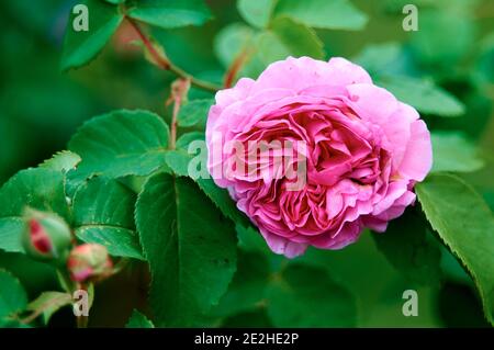 Rose jardin. Rose rose dans la verdure. Concept de jardinage. Rose Bush dans la rue Banque D'Images