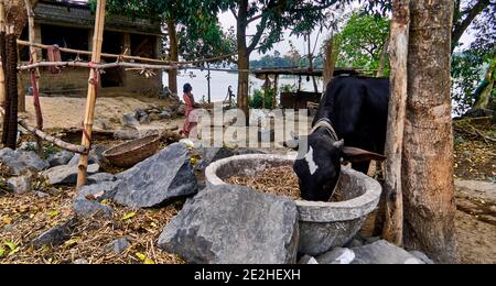 Village de Baranagar. Bengale-Occidental, Inde. Ce village regarde les nombreux villages qui se sont installés le long de la rivière Ganges avec leurs maisons regroupées autour d'un cou Banque D'Images