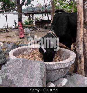 Village de Baranagar. Bengale-Occidental, Inde. Ce village regarde les nombreux villages qui se sont installés le long de la rivière Ganges avec leurs maisons regroupées autour d'un cou Banque D'Images