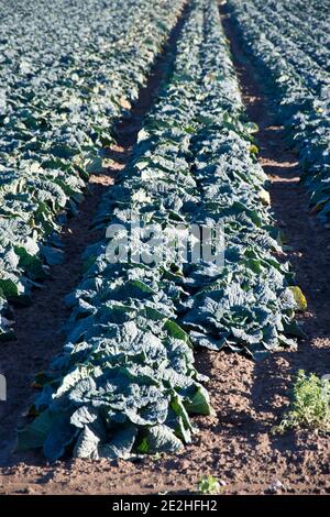 Des choux de Savoie qui grandissent sur les Lincolnshire Fens, Angleterre, Royaume-Uni Banque D'Images