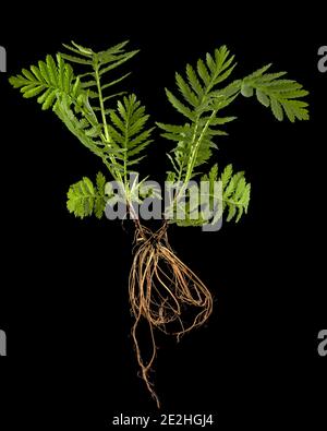 Jeune germe de tansy aux racines, lat. Tanaceum vulgare, isolé sur fond noir Banque D'Images