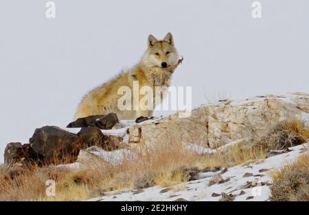 Jiuquan, province chinoise du Gansu. 13 janvier 2021. On voit un loup dans la prairie de Halttent, dans le comté autonome de Kazak, dans la province de Gansu, au nord-ouest de la Chine, le 13 janvier 2021. Credit: Ma Xiaowei/Xinhua/Alay Live News Banque D'Images