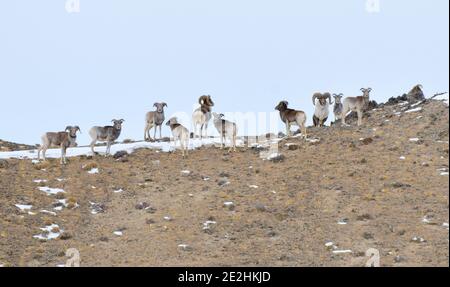 Jiuquan, province chinoise du Gansu. 13 janvier 2021. Des ovins argali sont vus dans la prairie de Halttent, dans le comté autonome de Kazak à Aksay, dans la province de Gansu, dans le nord-ouest de la Chine, le 13 janvier 2021. Credit: Ma Xiaowei/Xinhua/Alay Live News Banque D'Images