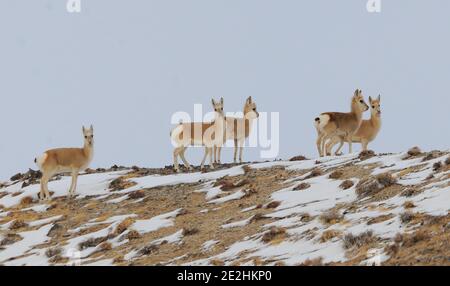 Jiuquan, province chinoise du Gansu. 13 janvier 2021. Les gazelles tibétaines sont vues dans la prairie de Halttent, dans le comté autonome de Kazak à Aksay, dans la province de Gansu, dans le nord-ouest de la Chine, le 13 janvier 2021. Credit: Ma Xiaowei/Xinhua/Alay Live News Banque D'Images