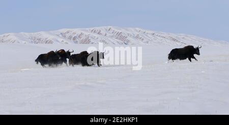 Jiuquan, province chinoise du Gansu. 13 janvier 2021. On voit des chênes sauvages dans la prairie de Halttent, dans le comté autonome de Kazak, dans la province de Gansu, dans le nord-ouest de la Chine, le 13 janvier 2021. Credit: Ma Xiaowei/Xinhua/Alay Live News Banque D'Images