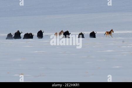 Jiuquan, province chinoise du Gansu. 13 janvier 2021. Des yaks sauvages et des Kiangs (Equus kiang) sont vus dans la prairie de Halttent, dans le comté autonome de Kazak à Aksay, dans la province de Gansu, au nord-ouest de la Chine, le 13 janvier 2021. Credit: Ma Xiaowei/Xinhua/Alay Live News Banque D'Images