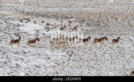 Jiuquan, province chinoise du Gansu. 13 janvier 2021. Kiangs (Equus kiang) sont vus dans la prairie de Halttent dans le comté autonome de Kazak d'Aksay, dans la province de Gansu, dans le nord-ouest de la Chine, le 13 janvier 2021. Credit: Ma Xiaowei/Xinhua/Alay Live News Banque D'Images