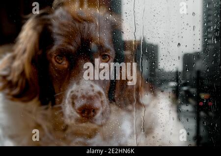 Un chien anglais Springer Spaniel regardant par une fenêtre un jour pluvieux humide Banque D'Images