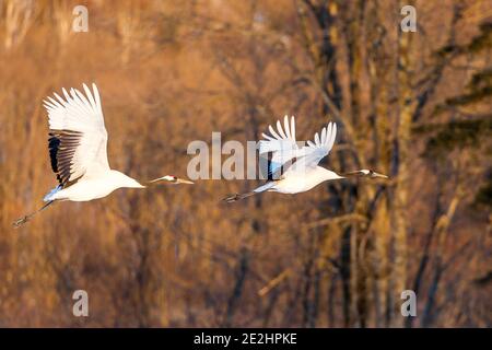 Grue à couronne rouge, Grus japonensis, dansant et volant dans l'environnement hivernal arctique à Kushiro, Hokkaido, réserve naturelle du Japon Banque D'Images