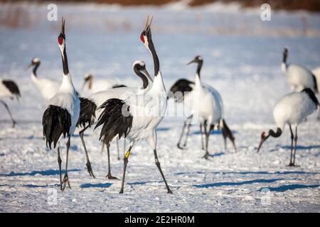 Grue à couronne rouge, Grus japonensis, dansant et volant dans l'environnement hivernal arctique à Kushiro, Hokkaido, réserve naturelle du Japon Banque D'Images