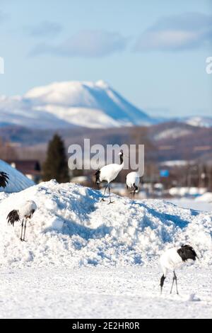 Grue à couronne rouge, Grus japonensis, dansant et volant dans l'environnement hivernal arctique à Kushiro, Hokkaido, réserve naturelle du Japon Banque D'Images