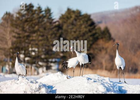 Grue à couronne rouge, Grus japonensis, dansant et volant dans l'environnement hivernal arctique à Kushiro, Hokkaido, réserve naturelle du Japon Banque D'Images