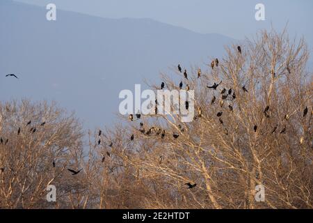 Colonie de cormorans assis sur les branches d'un arbre. Faune Banque D'Images