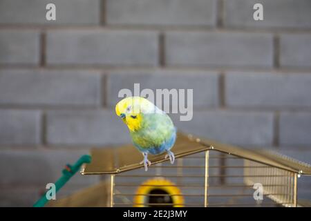 Paraquet de copains d'animaux sur le dessus de la cage Banque D'Images