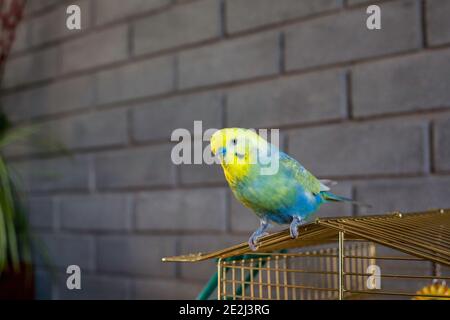 Paraquet de copains d'animaux sur le dessus de la cage Banque D'Images