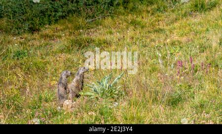Marmot, Tour du Queyras, Queyras, Alpes françaises, France Banque D'Images