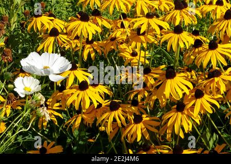 Jardin de la fin de l'été Rudbeckia Goldsturm, Cosmos Purity Banque D'Images