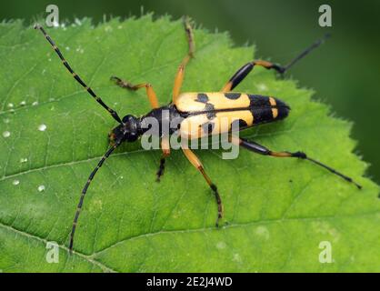 Le longicorne noir et jaune (Rutpela maculata) repose sur la feuille de plante. Tipperary, Irlande Banque D'Images