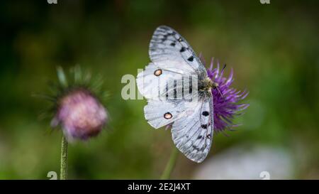 Apollo Butterfly, Tour du Queyras, Queyras, Alpes françaises, France Banque D'Images