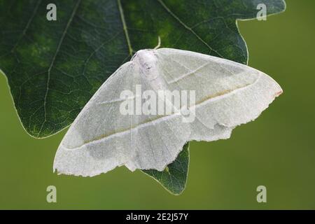 Papillon d'émeraude clair (Campaea margaritata) perché sur une feuille de chêne. Tipperary, Irlande Banque D'Images