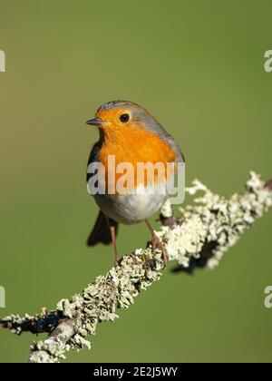 Vue de face d'un Robin européen (erithacus rubecula) Sur une branche pleine de Lichen sur un vert flou arrière-plan Banque D'Images