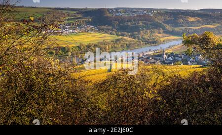 Promenez-vous dans les vignobles, la rivière Mosel, le village d'Ahn, Luxembourg Banque D'Images