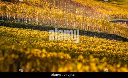 Promenez-vous dans les vignobles, la rivière Mosel, le village d'Ahn, Luxembourg Banque D'Images