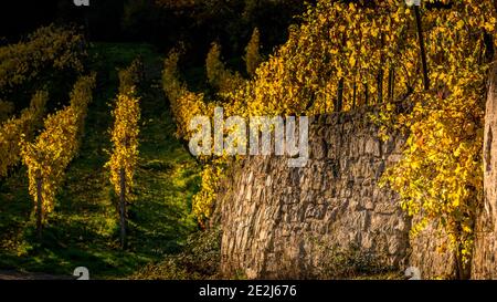 Promenez-vous dans les vignobles, la rivière Mosel, le village d'Ahn, Luxembourg Banque D'Images