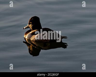 Canard nageant à l'heure d'or Banque D'Images