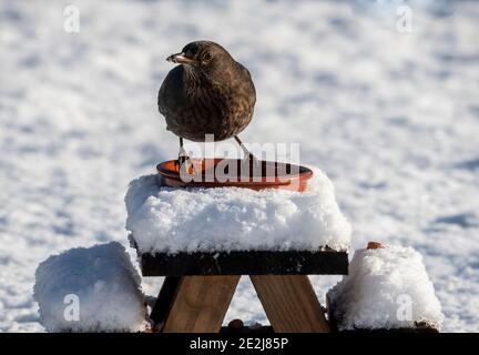 Les femmes qui se nourrissent de Blackbird dans la neige Banque D'Images