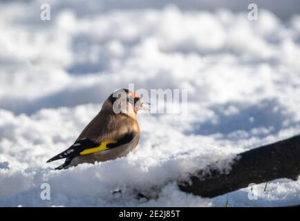 Goldfinch sur le sol dans la neige Banque D'Images