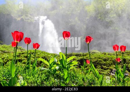 L'impressionnant Stuibenfall avec des tulipes en face dans l'Oytal isolé près d'Oberstdorf Banque D'Images