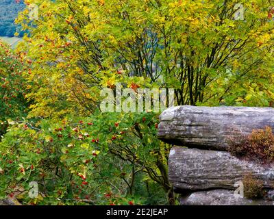 Frêne de montagne ou arbre de Rowan avec baies rouges tard L'été grandit sur Froggggatt Edge dans le Peak District National Park Derbyshire Angleterre Royaume-Uni Banque D'Images