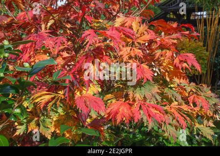 Acer japonicum 'Aconitifolium' - érable pleine lune - four Seasons Garden, Walsall, West Midlands, octobre Banque D'Images