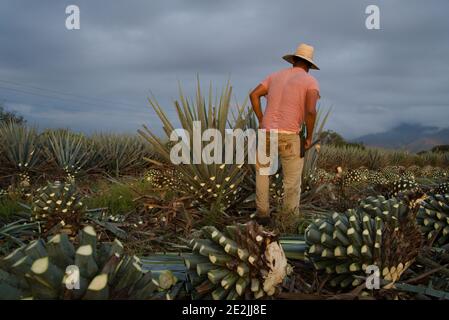 Vue arrière d'un agriculteur dans une paille moissonnant une usine d'agave à la campagne Banque D'Images