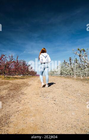 Jeune fille de cheveux rouges sur le chemin entre deux champs d'arbres avec des fleurs roses et blanches qui fleurit au printemps un jour ensoleillé. Aitona, Catalogne, Espagne Banque D'Images