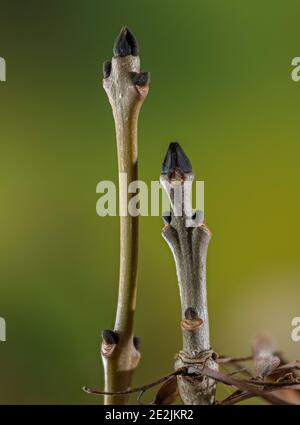 Bourgeons de cendres communes, Fraxinus excelsior, au début de l'hiver. Banque D'Images