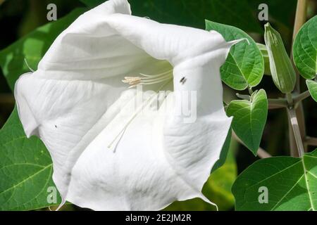 Vers le sud-ouest de la pomme de Thorn Datura wrightii Banque D'Images