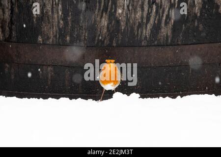 oiseau-robin (erithacus rubecula) debout dans la neige devant le baril de whisky en hiver - Écosse, Royaume-Uni Banque D'Images