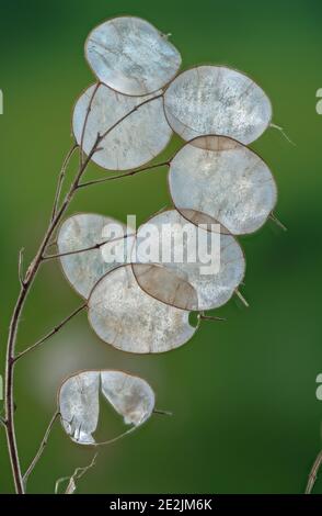 Honnêteté, Lunaria annua, avec des fruits secs ou des silices à la fin de l'automne. Banque D'Images