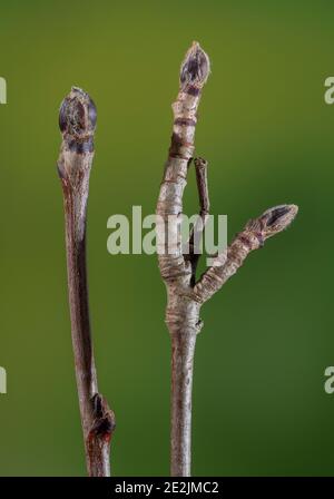 Rowan, Sorbus aucuparia, brindilles et bourgeons au début de l'hiver. Banque D'Images