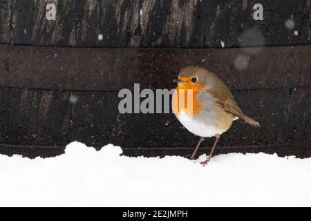 oiseau-robin (erithacus rubecula) debout dans la neige devant le baril de whisky en hiver - Écosse, Royaume-Uni Banque D'Images