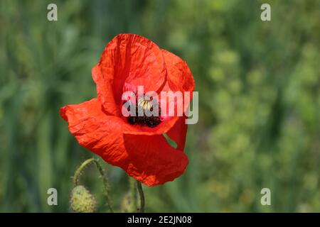 gros plan d'une fleur de pavot rouge en fleurs Banque D'Images