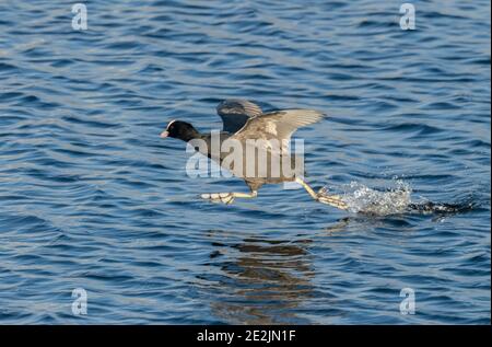 Coot, Fulica atra, courant sur la surface du lac pour attaquer rival sur le lac, Somerset niveaux, Somerset, Banque D'Images